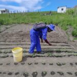 A total of 1 068 families were empowered to establish a 50 m² home garden