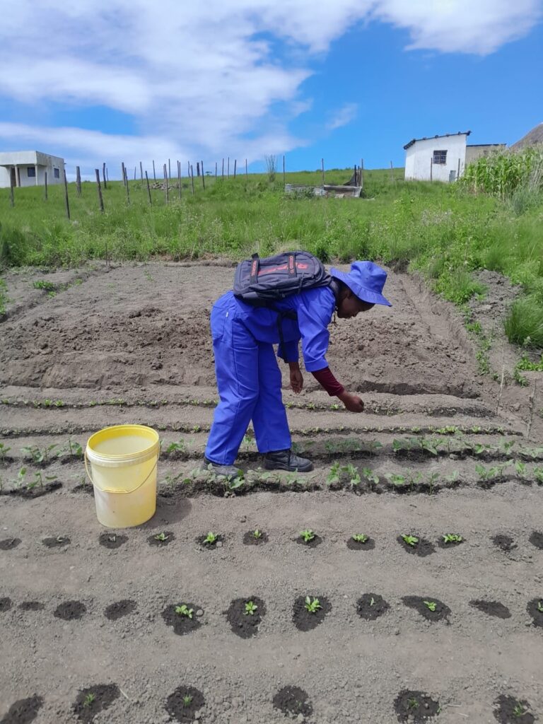 A total of 1 068 families were empowered to establish a 50 m² home garden