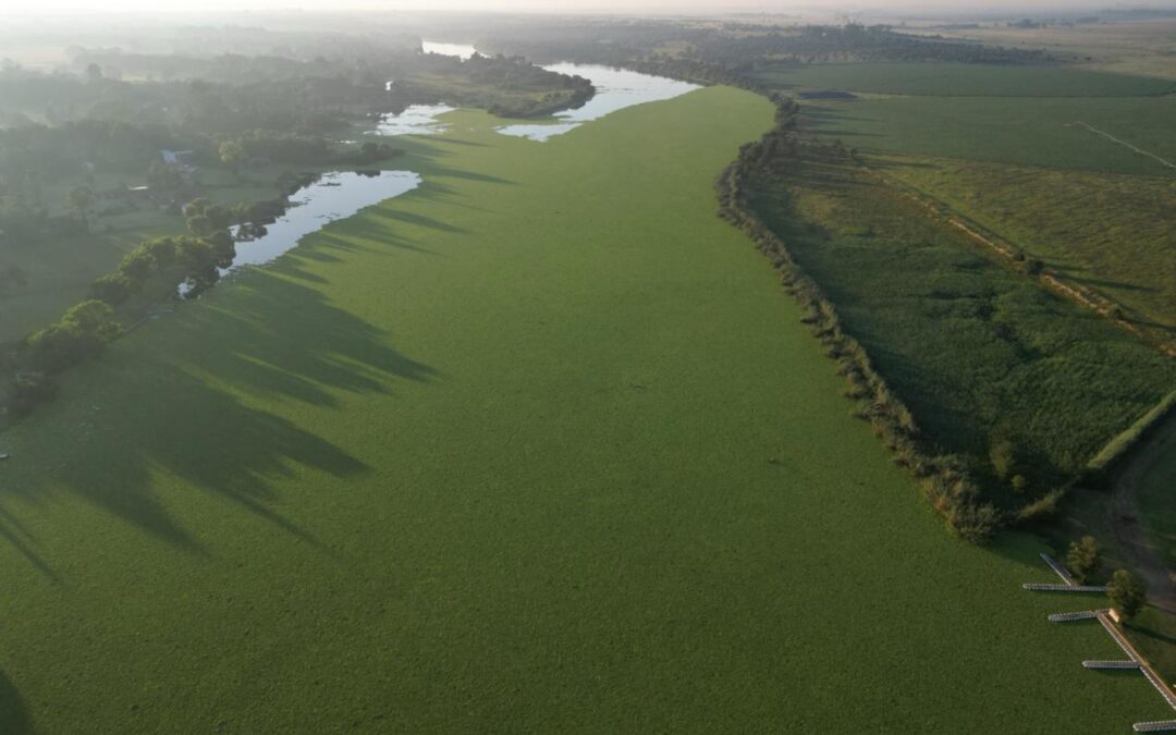 Chemical, biocontrol measures to curb water lettuce in Vaal River could have ‘unforeseen implications’