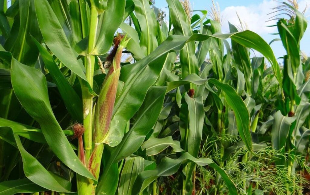 In maize, zinc maintains high pollen viability and a sufficient carbohydrate source