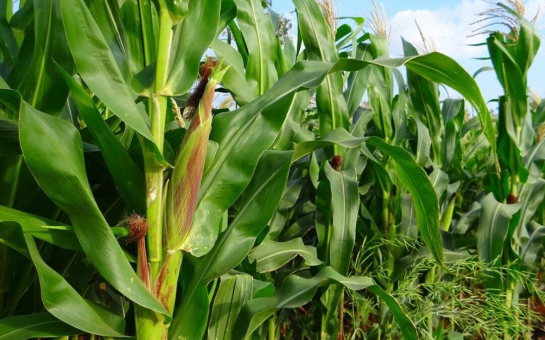 Zinc fertilisers are a catalyst for agricultural growth in Africa