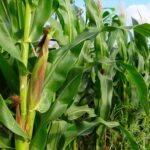 In maize, zinc maintains high pollen viability and a sufficient carbohydrate source