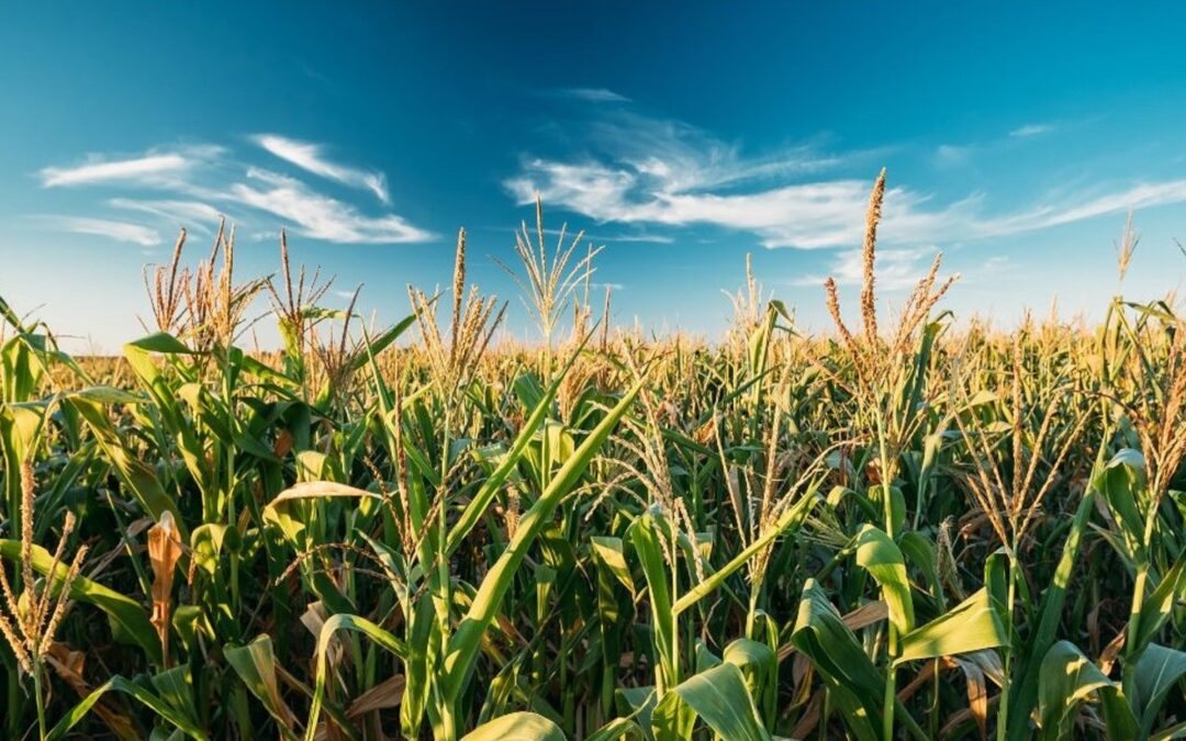 Auxins and zinc boost agricultural productivity to enhance food security in Africa