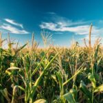 Zinc fertilisers can be applied using several techniques, each tailored to specific farming needs.