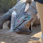 A sedated white rhino that had a UHF tracker inserted into the horn
