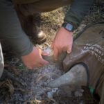 Pratley Quickset Putty being applied to the rhino horn