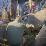 Rhino collaring events can be attended by members of the public