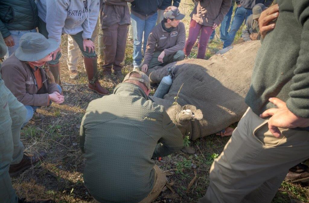 Local adhesive putty continues to support rhino conservation efforts