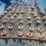 Coral attached to rock surfaces with Pratley Putty Photo Credit WCS Tanzania
