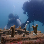 Coral restoration project with Pratley Putty Photo Credit WCS Tanzania