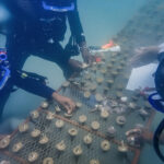 Pratley Putty being applied to rock surfaces Photo Credit WCS Tanzania