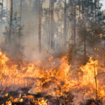As extreme weather and wildfire risks evolve, fire protection must increasingly form part of broader resilience planning.